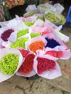 Hoa sao nhuộm màu
