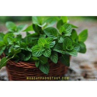 Hạt Giống Cây Bạc Hà