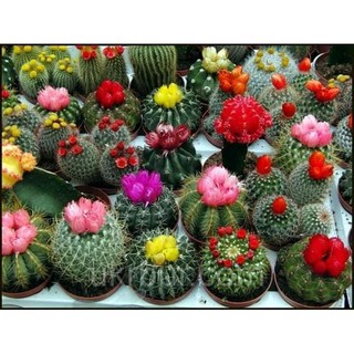 Hạt giống cây Xương Rồng mix nhiều loại