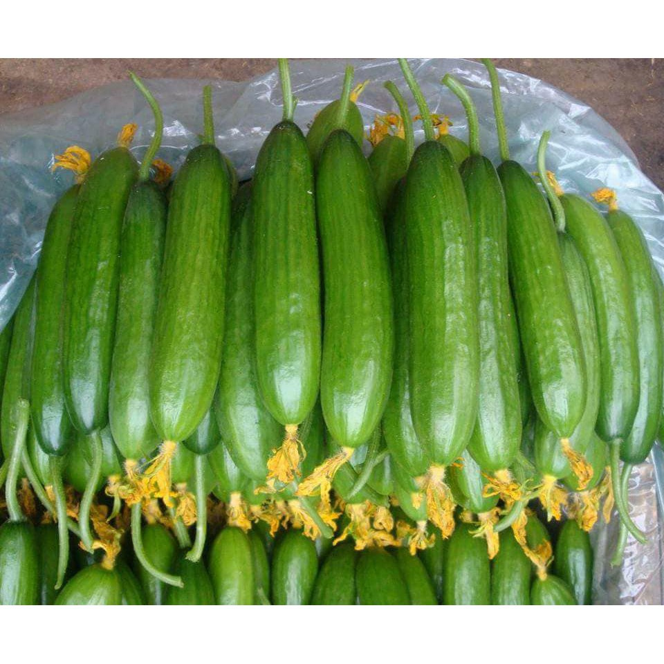 Hạt giống Dưa leo tự thụ phấn - Maya tỷ lệ nảy mầm 99%   giá sỉ