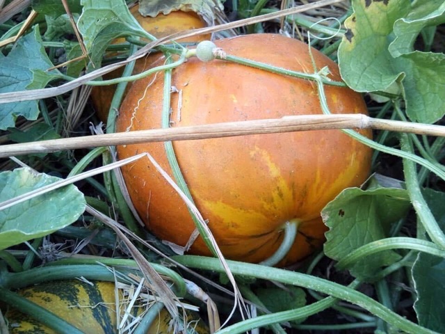 Hạt giống dưa bở tròn Honeymoon Thái Lan