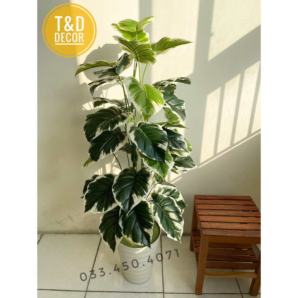 Trầu bà giả, hoa tiết viền trắng cao 1M2 - Cây giả decor