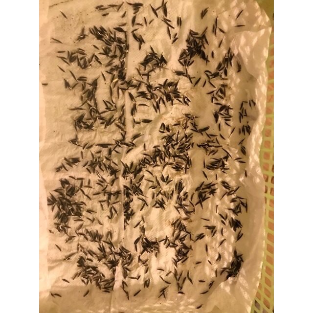 50 hạt hoa sao nhái