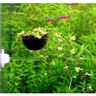 Cốc  trồng cây mini , mẫu thiết kế đẹp