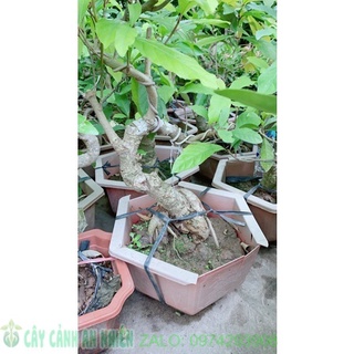 Lộc Vừng Bonsai