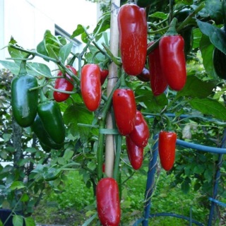 Nguyên gói 50 Hạt giống ớt béo Jalaperno_Ớt cay trải nghiệm