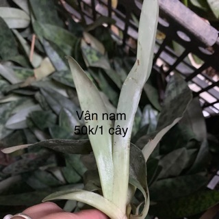 Han hài vân nam