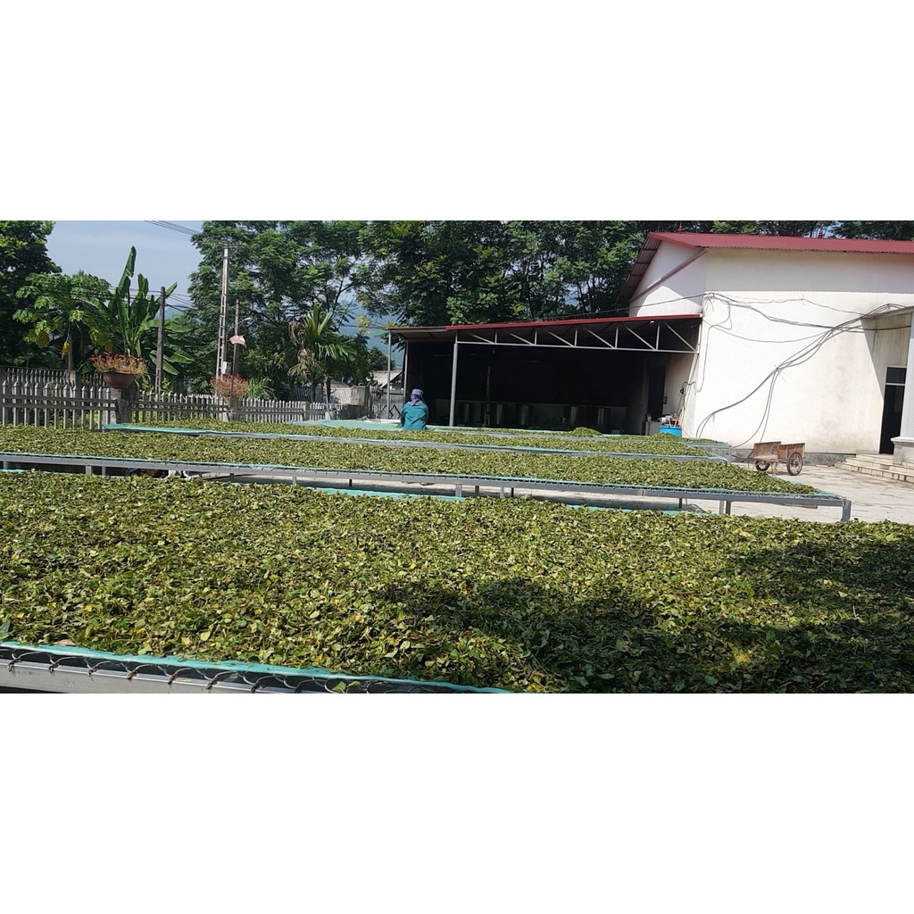 Cao Cà Gai Leo 100gr  - Nông Dược Yên Bái