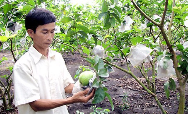 Túi bọc trái cây, ổi, cam, na, mãng cầu, bưởi, Ánh Dương, có nút cài - HVL TEA