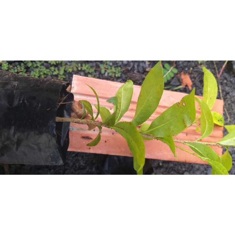 Combo 10 cây mai giảo con bông đẹp