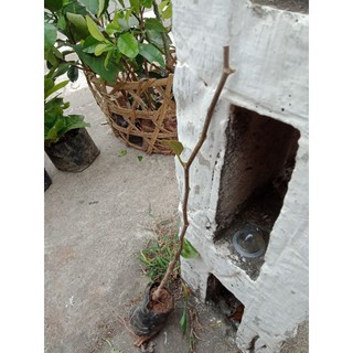cây giống táo thái xanh