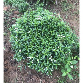 cây mai vạn phúc 60cm