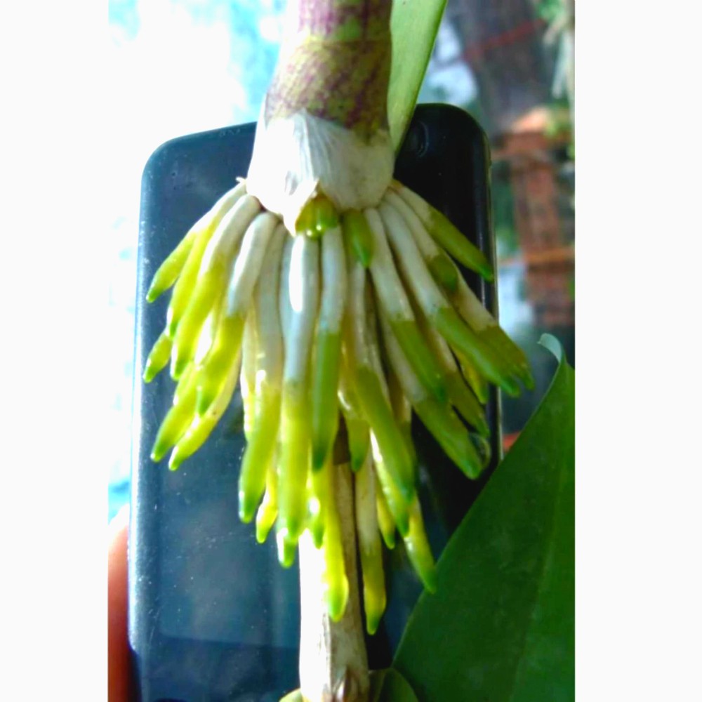 Kích rễ phong lan T++ siêu hot 15ml