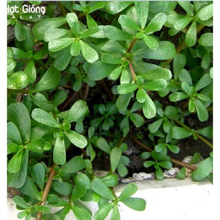 Hạt giống rau sam - rau sâm đất - Gói 1gram=1600 hạt
