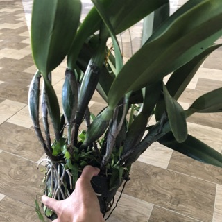 Lan cát siêu to siêu nhiều thân