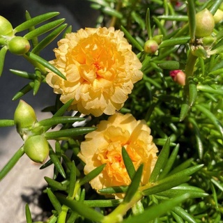 Hoa Mười Giờ Thái Mix Nhiều Màu