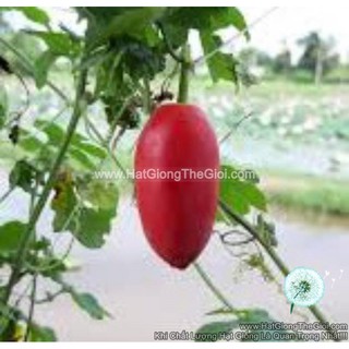 1.5GR 200.HẠT Hạt Giống Cây Bình Bát Dây Dây Bát Mãng Bát (| A4*X57)