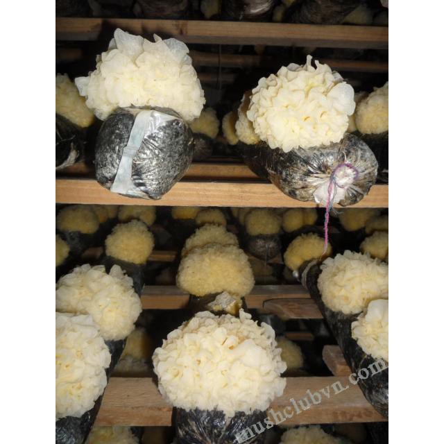 250 Gram Nấm Tuyết (Hàng Loại 1)