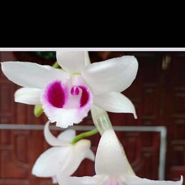Giả hạc phi điệp rừng thuần