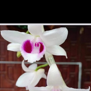 Giả hạc phi điệp rừng thuần