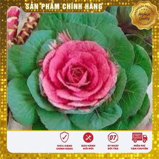 Hạt Giống Hoa Bắp Cải Cảnh - 20 hạt