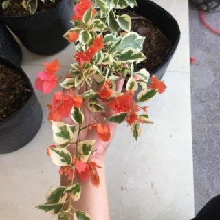 Cây hoa giấy Cẩm Thạch ( màu cam)