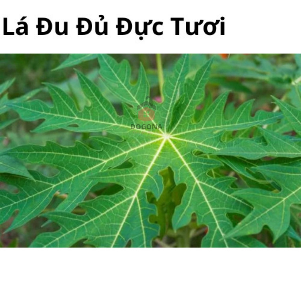 500gram Lá Đu Đủ Đực Tươi - Rất Tốt Cho Sức Khỏe - Lá Đu Đủ Đực Phơi Khô Tự Nhiên