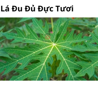 500gram Lá Đu Đủ Đực Tươi - Rất Tốt Cho Sức Khỏe - Lá Đu Đủ Đực Phơi Khô Tự Nhiên