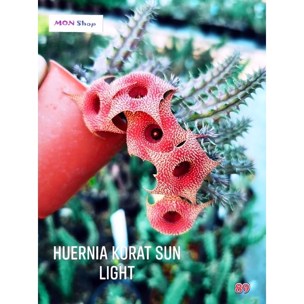 Xương rồng sao biển hoa màu đỏ cam rực rỡ Huernia Korat Sunlight