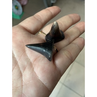 cựa giả cho gà chọi