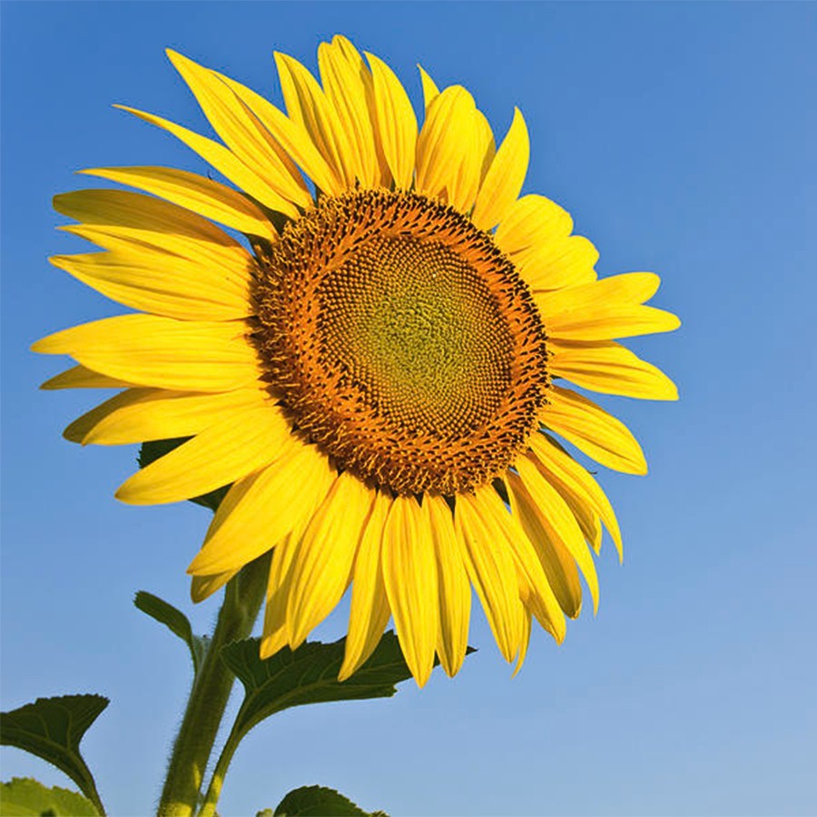 Món Quà Cuộc Sống, Cửa hàng trực tuyến | BigBuy360 - bigbuy360.vn