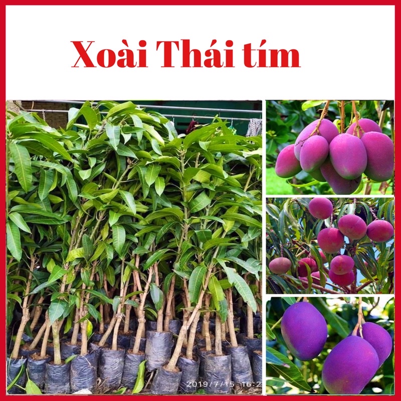 Cây xoài thái tím ruột vàng dễ trồng sản lượng cao( ảnh thật hình cuối)