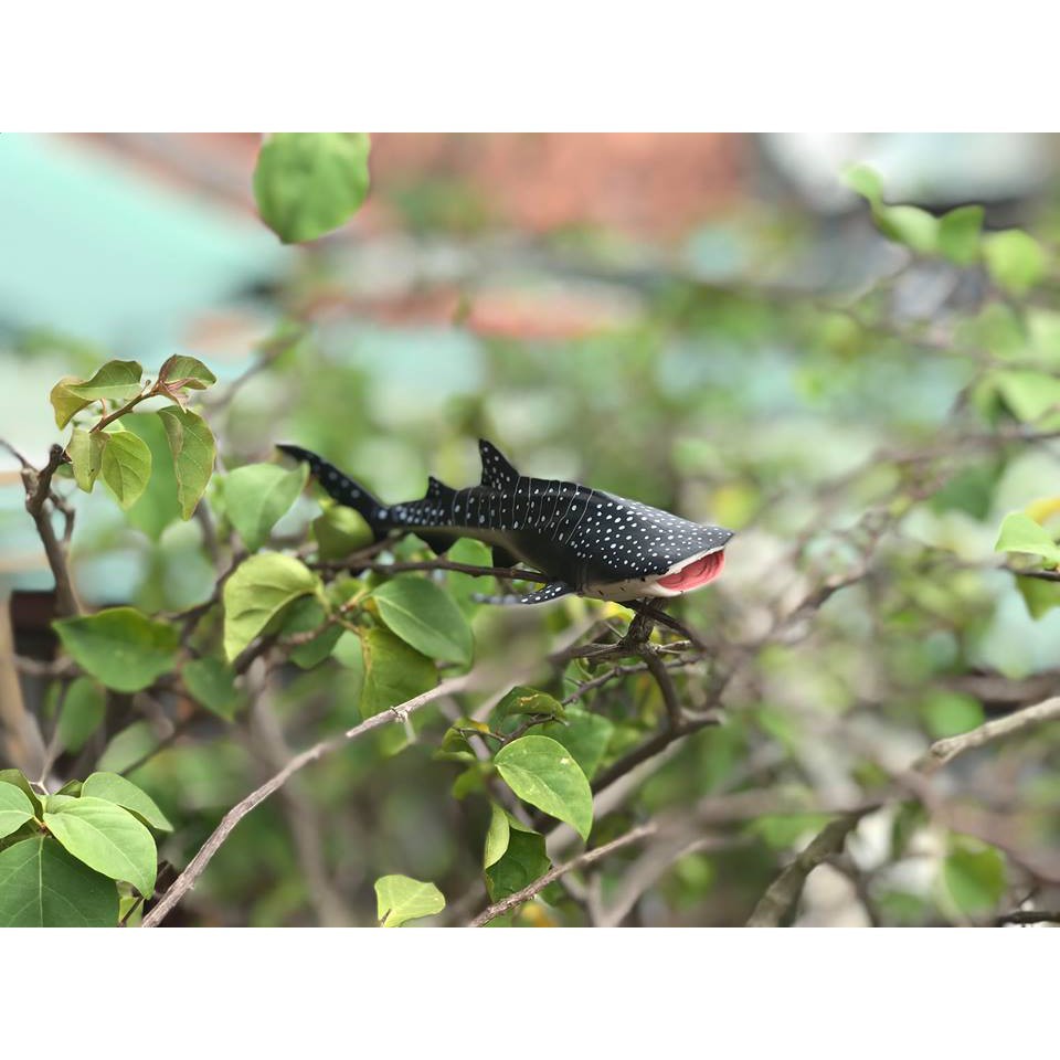 Mô hình Cá mập voi Ania