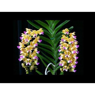 [Cây giống] Lan Hoàng Nhạn