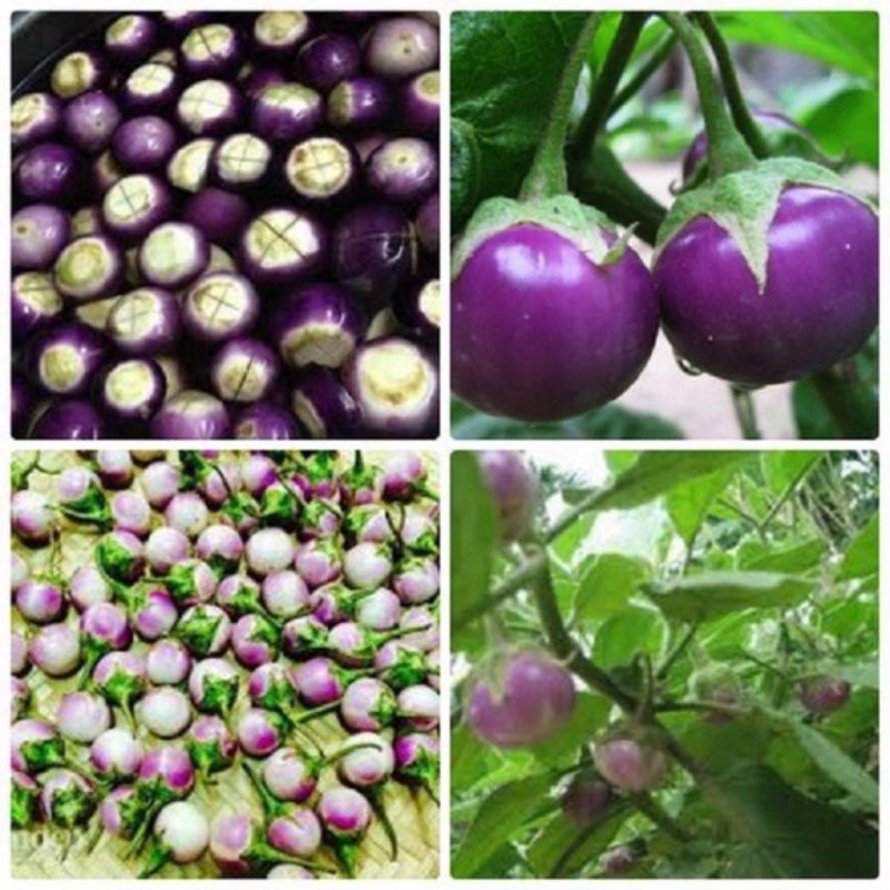 40h hạt giống cà pháo tím tròn , dể trồng, nảy mầm cực đỉnh