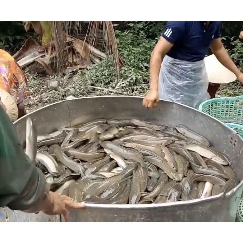 Canxi Alpha D3 - cung cấp canxi cho cá, tôm, lươn, ếch - chống còi, chống hao hụt khi thay nước - tino.officialstore