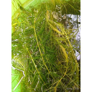 Rong đuôi chồn - Cây thủy sinh (1 bó 10 nhánh)