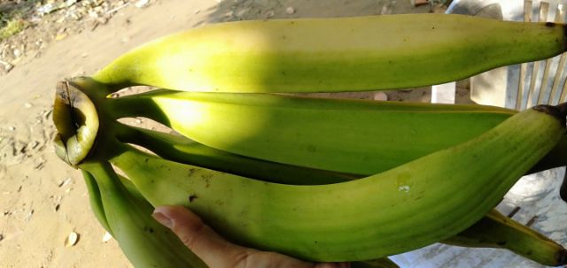 TRÁI CHUỐI TÁ QUẠ SỐNG TẠI VƯỜN CẦU KÈ TRÀ VINH