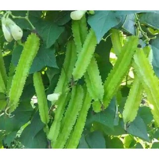 100 Hạt giống đậu rồng leo cao sản