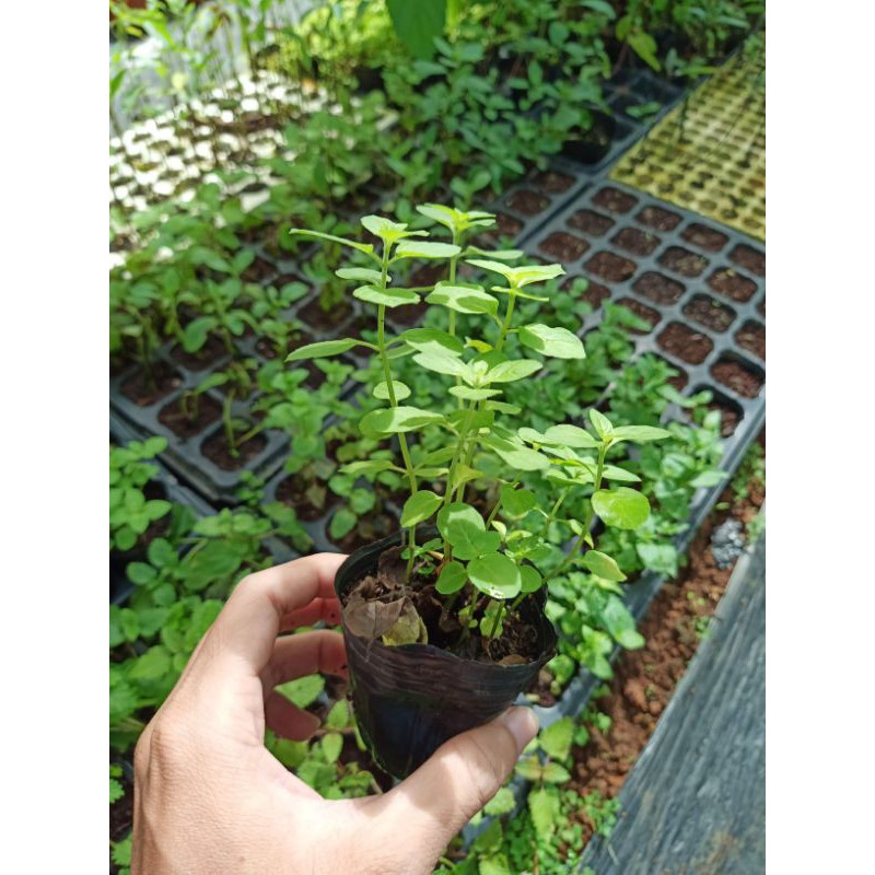 Bạc hà Âu (Bạc hà Pháp Mentha piperita) - bầu cây giống