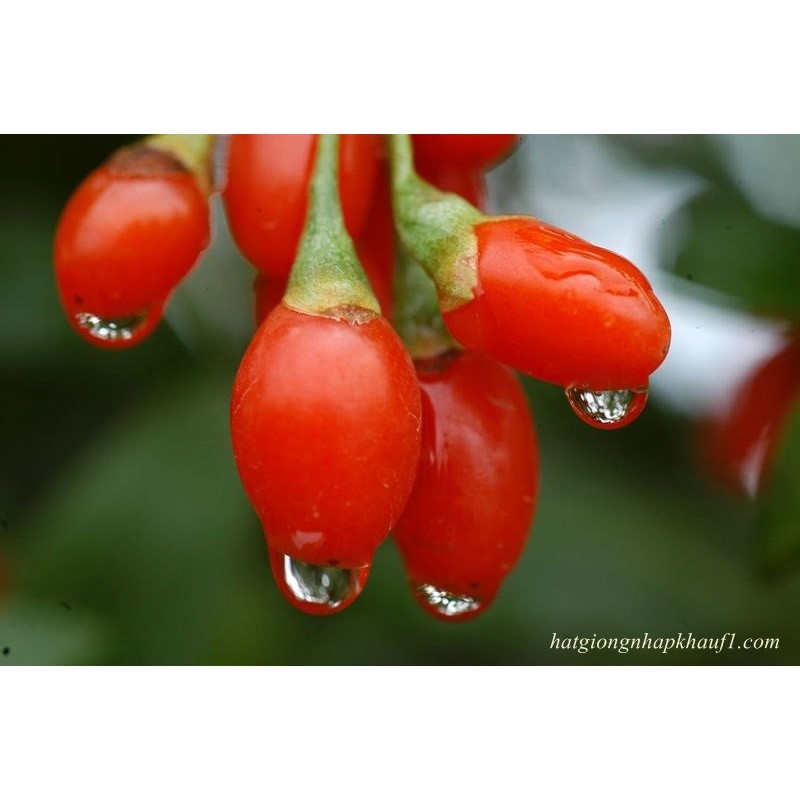 Kỷ tử Ninh Hạ gói 500g- giúp sáng mắt | BigBuy360 - bigbuy360.vn