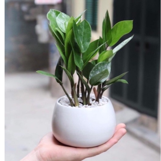 Chậu cây kim tiền để bàn