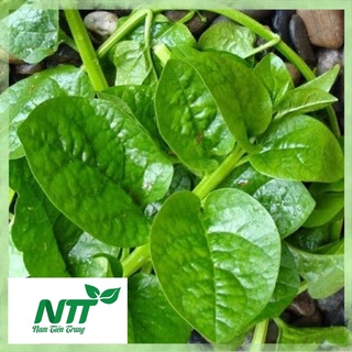 Hạt giống rau Mồng Tơi lá to mướt