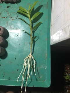 Hoa phi điệp giống