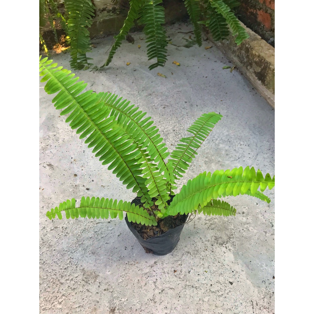 Cây dương xỉ  lá dài 30-35cm bịch nhỏ cây xum xuê dễ trồng thích hơp trang trí không gian sân vườn, decor quán cafe