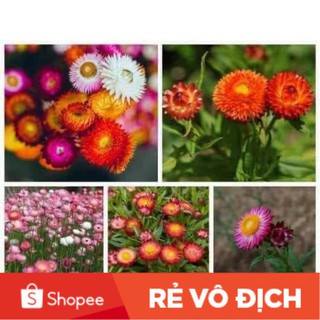 (SALE LỚN) 200H hoa cúc bất tử nhiều màu siêu nảy mầm