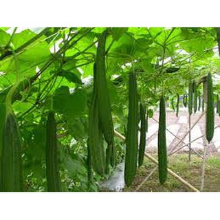 Hạt giống mướp khía 10 hạt