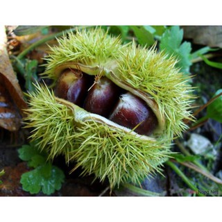 CÂY GIỐNG HẠT DẺ LẤY HẠT RỪNG MĂNG ĐEN ,LOẠI HẠT TO, SIÊU QUẢ,SIÊU HẠT, SIÊU KINH TẾ, CAM KẾT GIỐNG CHUẨN F1