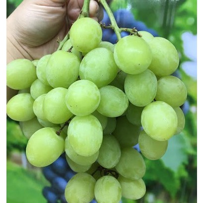 Hạt giống nho xanh (tặng kèm phân)