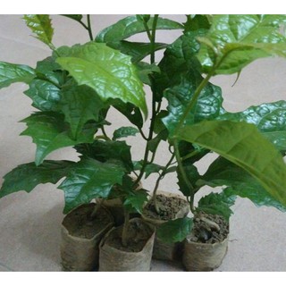 combo 2 cây giống xạ đen